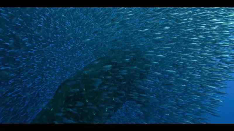 She'd eat these little snipefish if she could