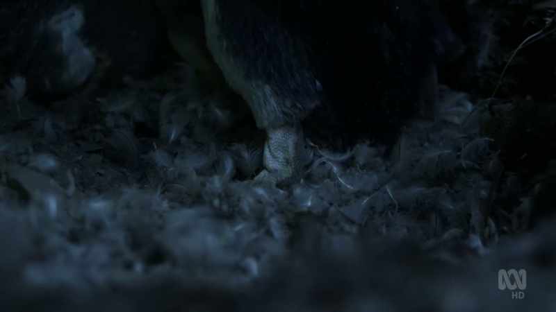 shedding some 10,000 feathers all at once