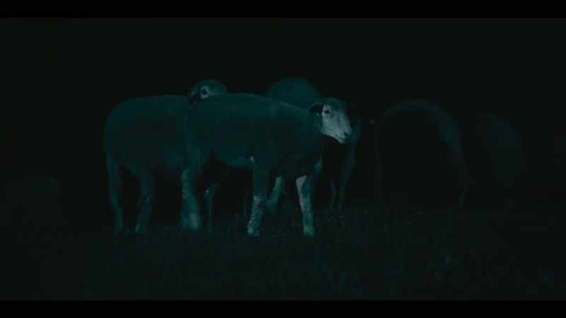 [sheep baaing]