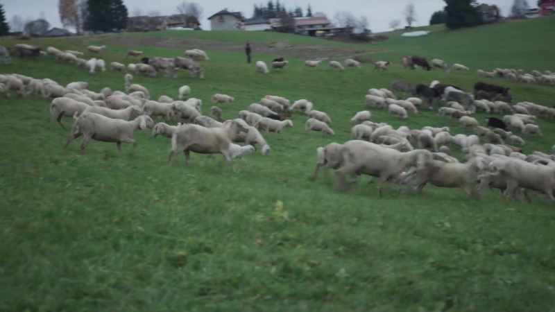 (sheep baaing)