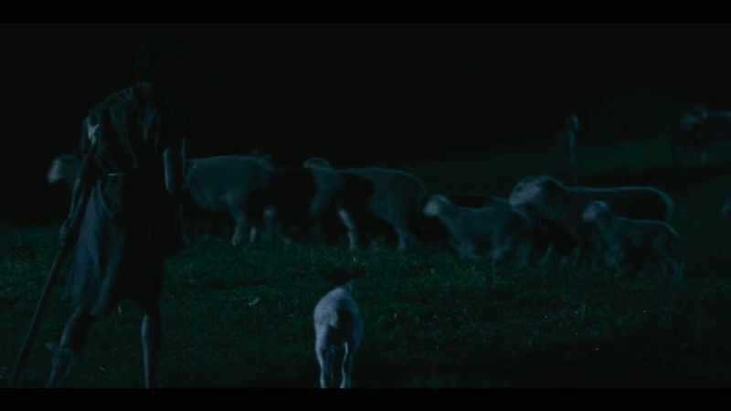 [sheep baaing]