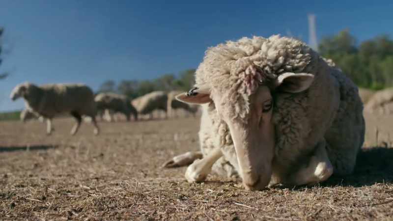 (SHEEP BLEAT)