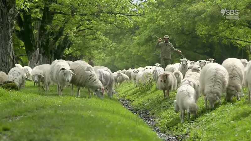 (SHEEP BLEAT)