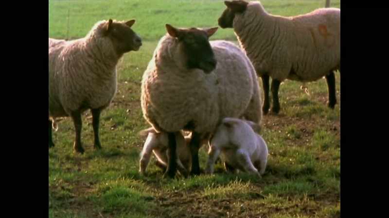 [sheep bleating] -[cow mooing]