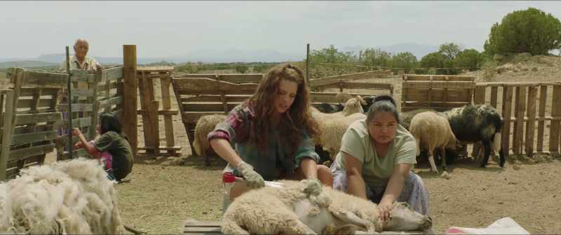 [sheep bleating]