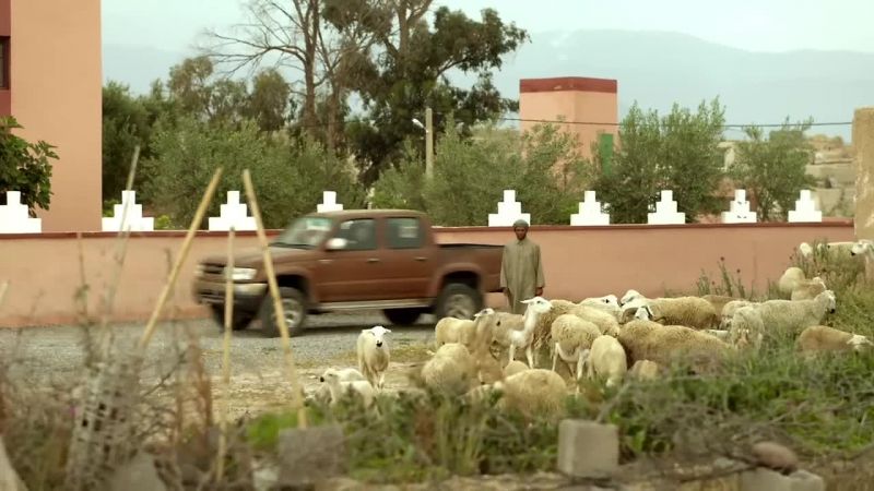 [sheep bleating]