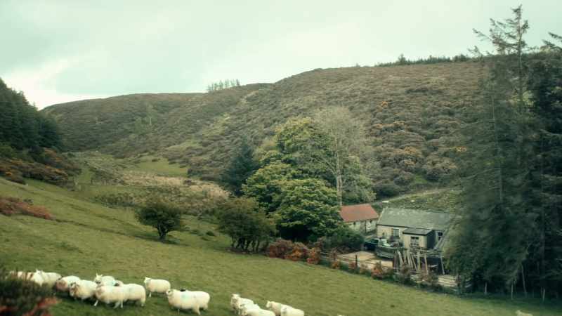 (Sheep bleating)