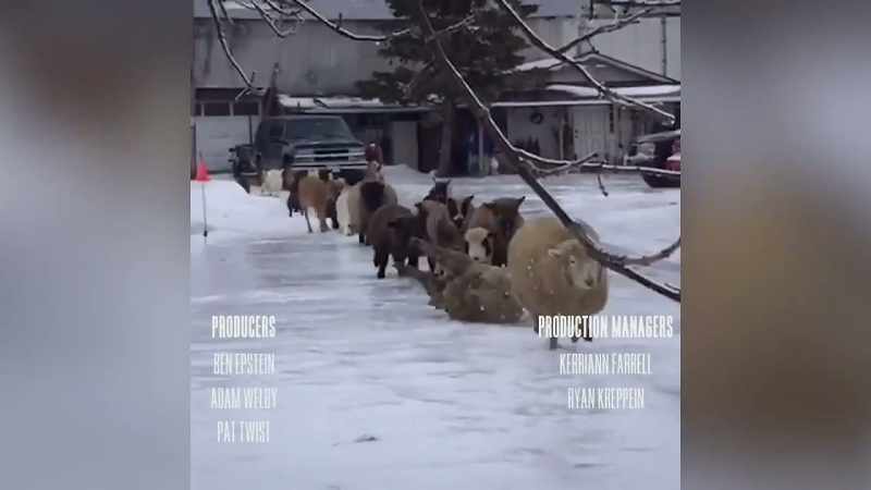 [ Sheep bleating ]
