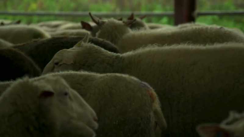 [sheep bleating]