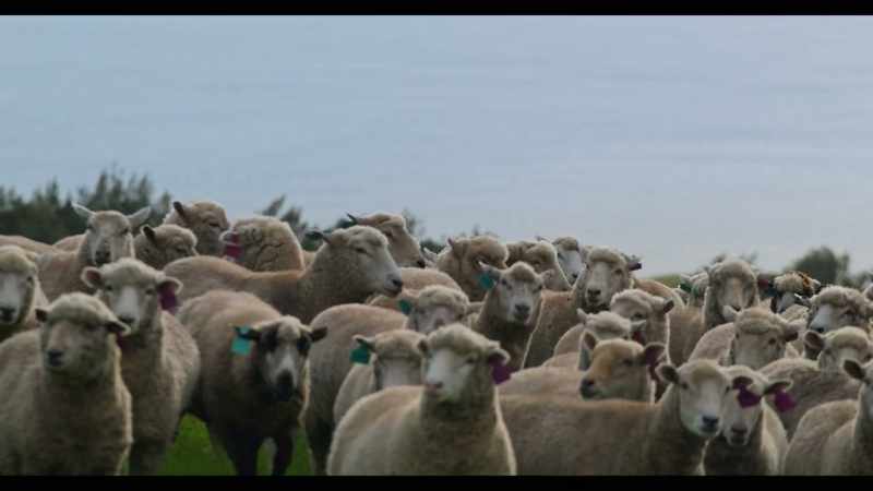 [sheep bleating]