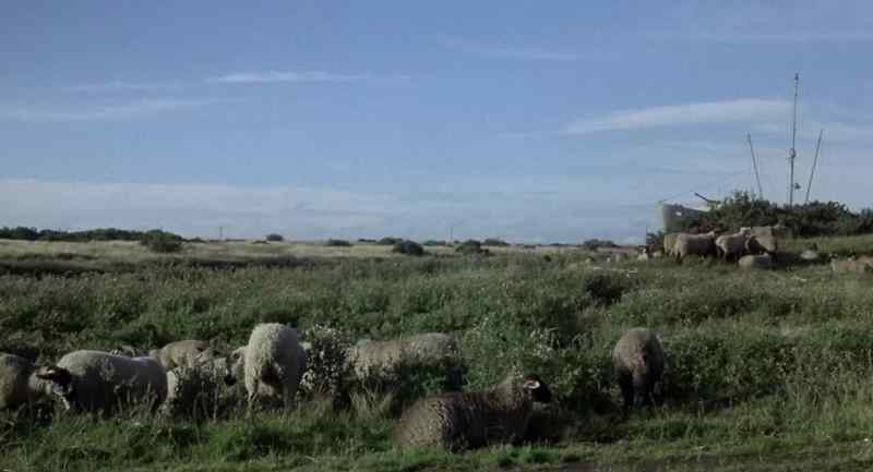 (SHEEP BLEATING)