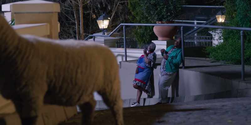 [sheep bleats] -[Shadrack bleats]