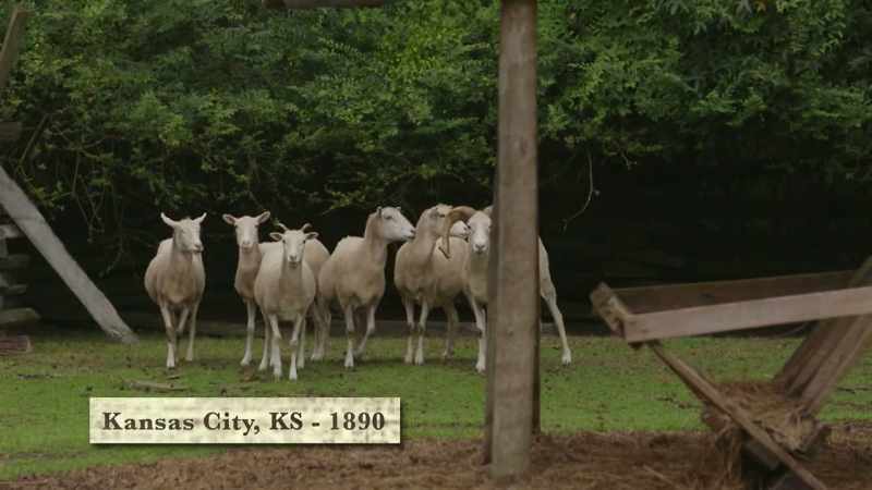 [ Sheep braying ]