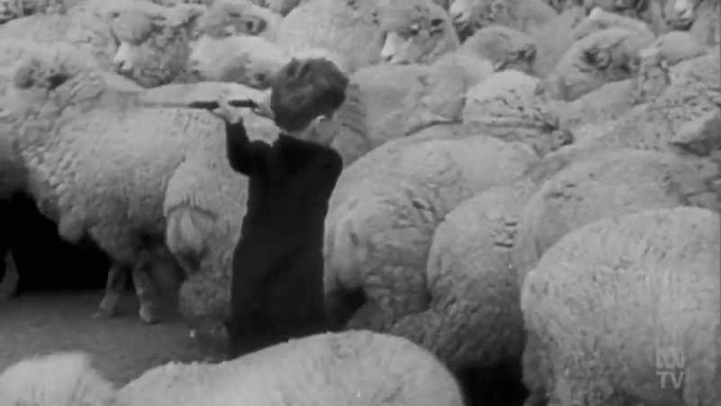 Sheep numbers were soaring, but skilled labour was scarce