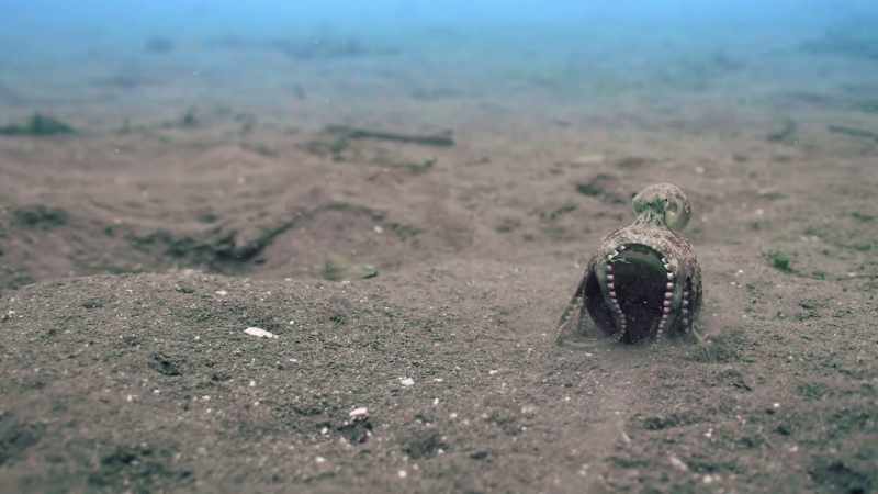 shell