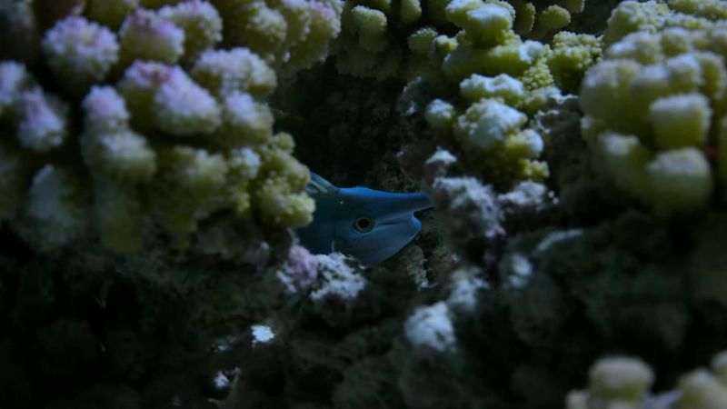 Sheltering within the coral branches is usually the safest option