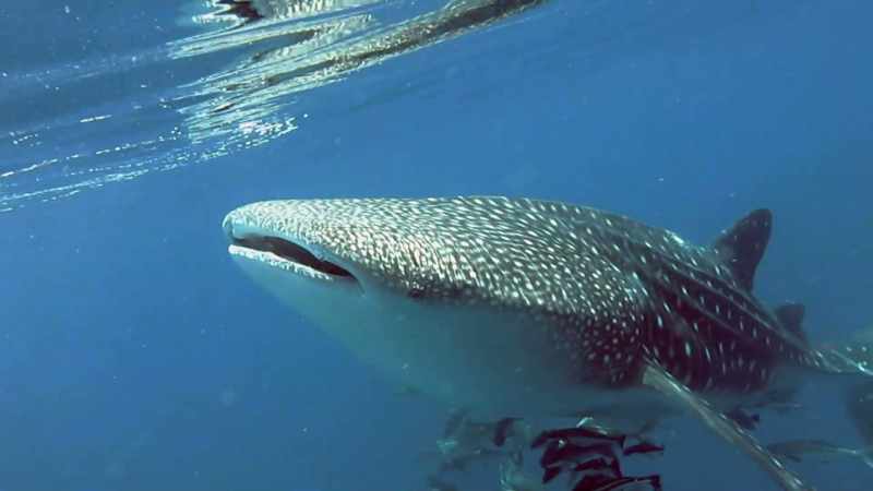She's a Belize behemoth, and you better 