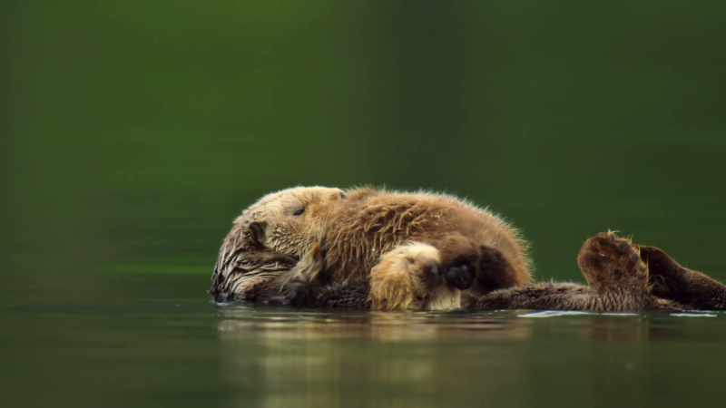 She's a truly pampered pup