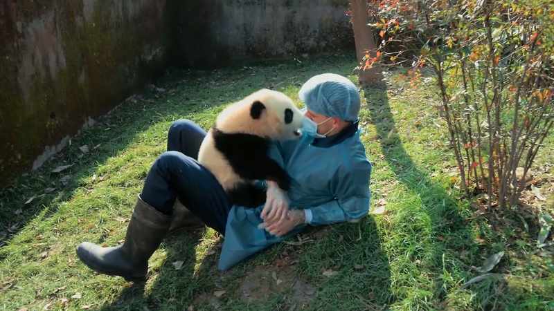 She's about to trade the comforts of panda base