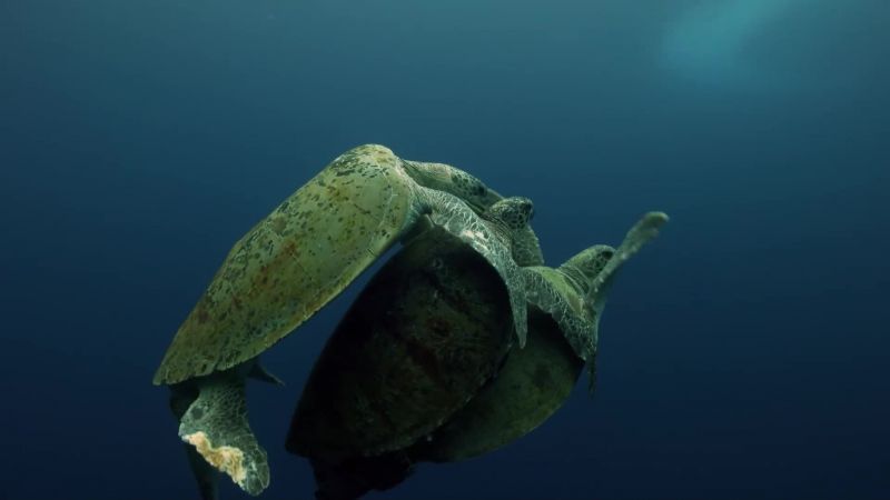 She's desperate to reach the surface and breathe
