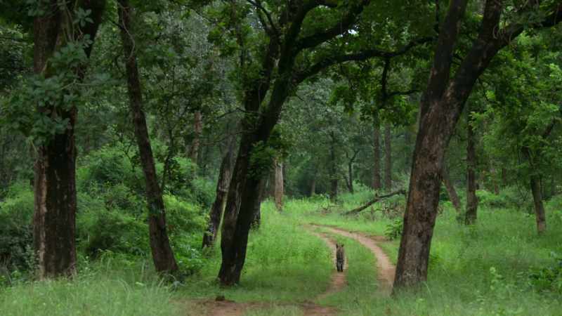 She's forced to search outside Bandhavgarh altogether