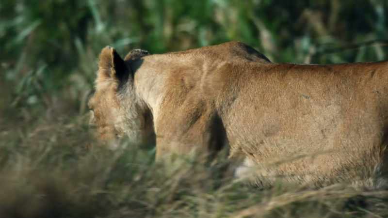 She's gone in there now to have her cubs
