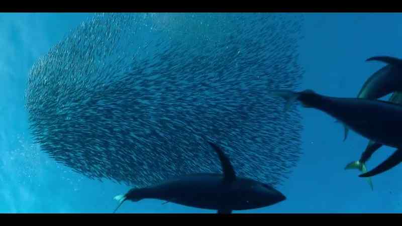 She's here for the smaller tuna that hang around the edge