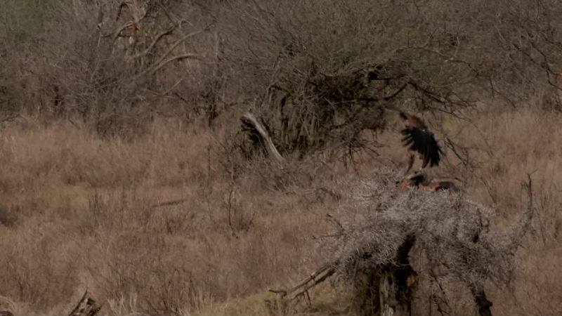 She's out scavenged the scavenger!