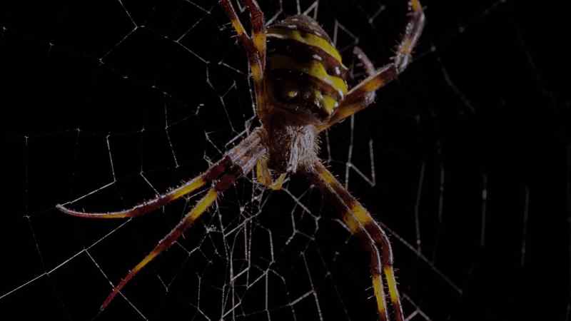 She's planning to pounce on Argiope
