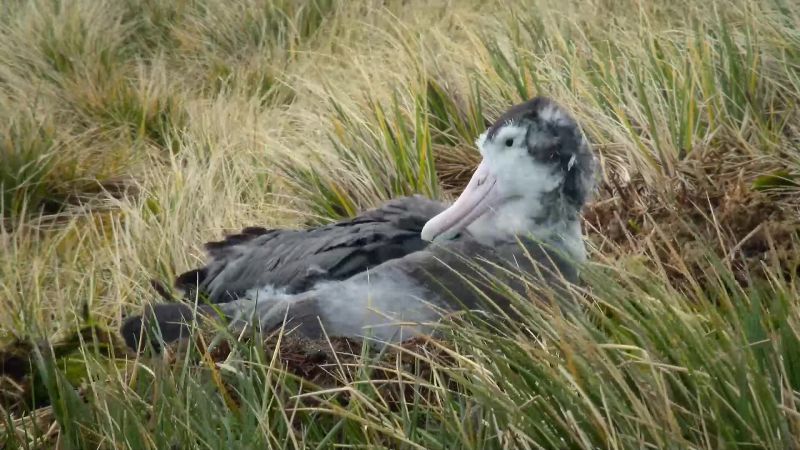 She's spent eight months sitting on her nest