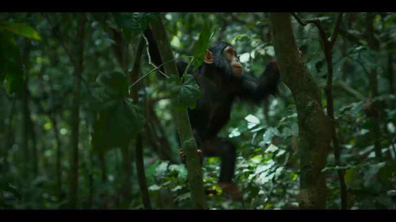 She's strong and agile enough to make her way through the canopy alone