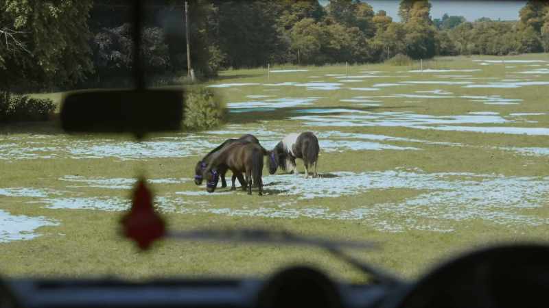 Shetlands have always been associated