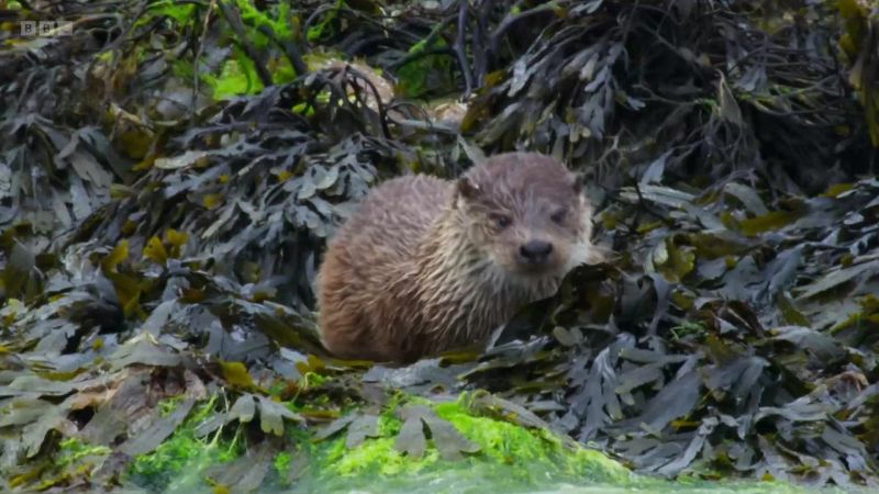 Shetland's isolation and its relative lack of pollution