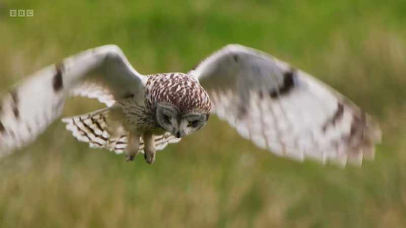 Short-eared owls can hear a whisker scratching against grass