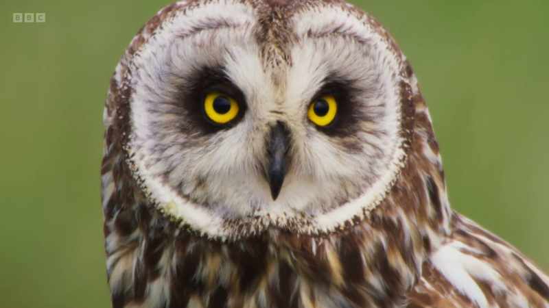 Short-eared owls have excellent hearing