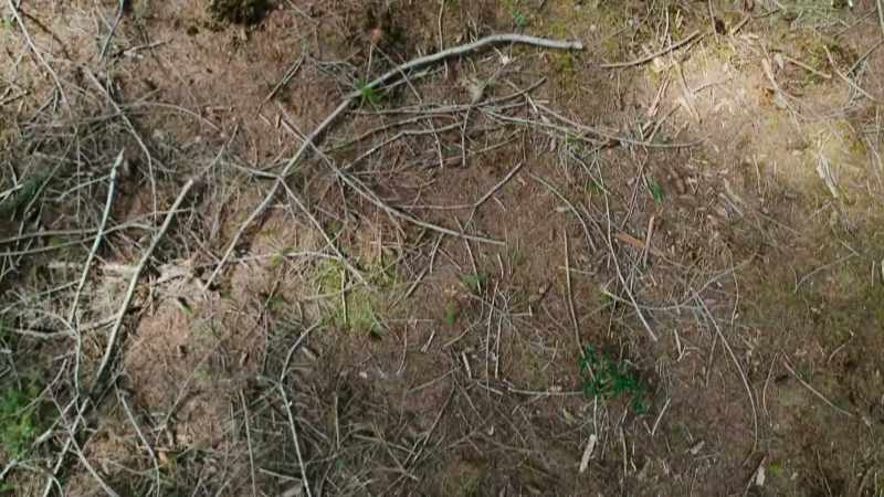 Short, rounded wings and a foot-long tail, steer through dense forests