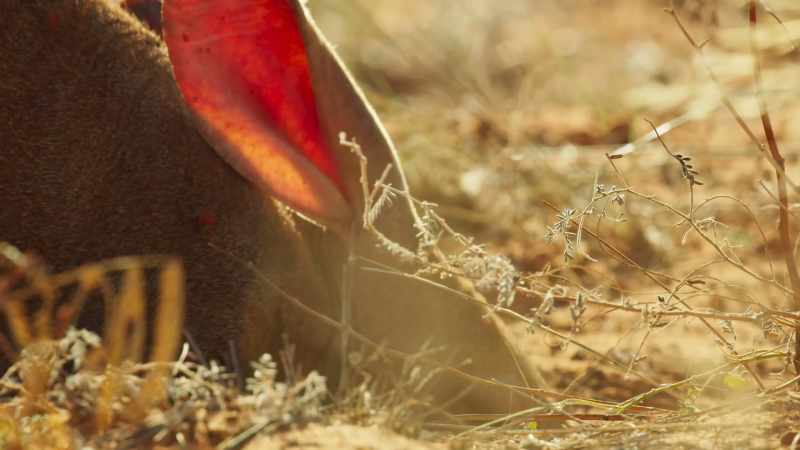Shovel-like claws and powerful legs enable it to dig down