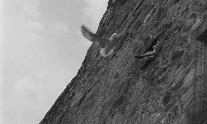[Shrill Squawking]