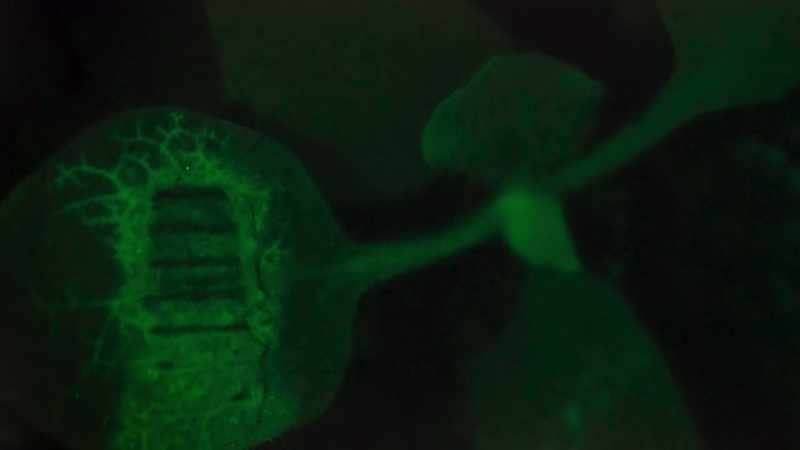 Signals are being transmitted along the veins
