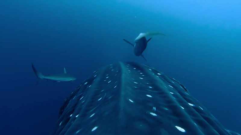 Silky sharks, themselves three metres long