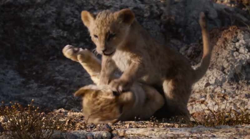 (SIMBA GRUNTING)