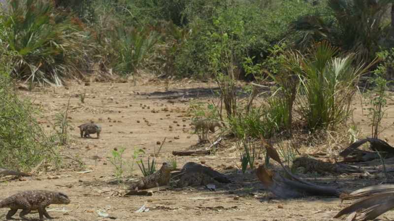 Simosuchus have tough, armored bodies which protect them from attack