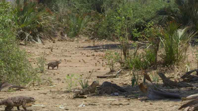 Simosuchus have tough, armored bodies which protect them from attack