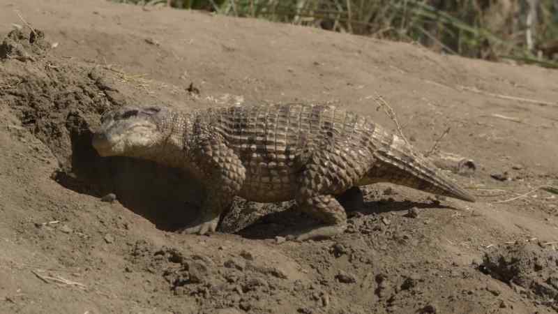 Simosuchus is not the only evolutionary oddity to thrive on Madagascar
