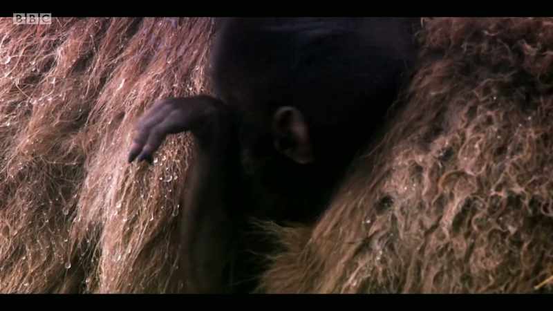 Since 1970, vertebrate animals - things like birds, mammals