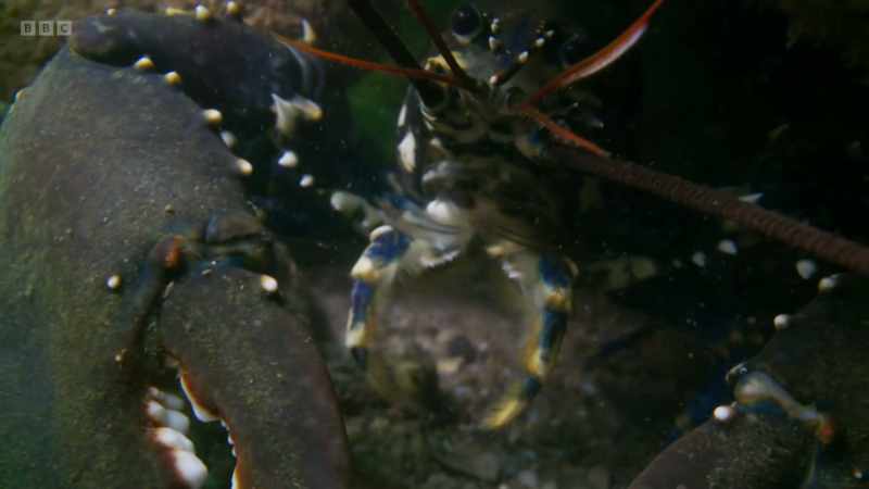 Since its creation in Lamlash Bay, biodiversity has increased fourfold