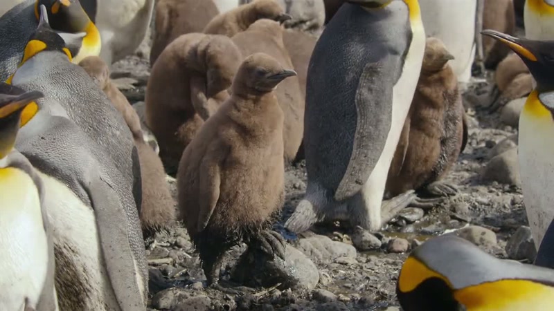 'Since hatching, she's grown from a tiny, naked chick