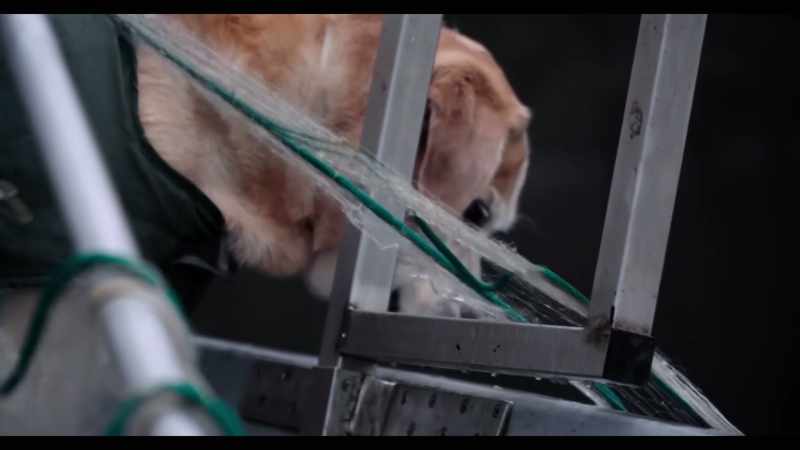 Since he was a puppy, Ice has been my partner