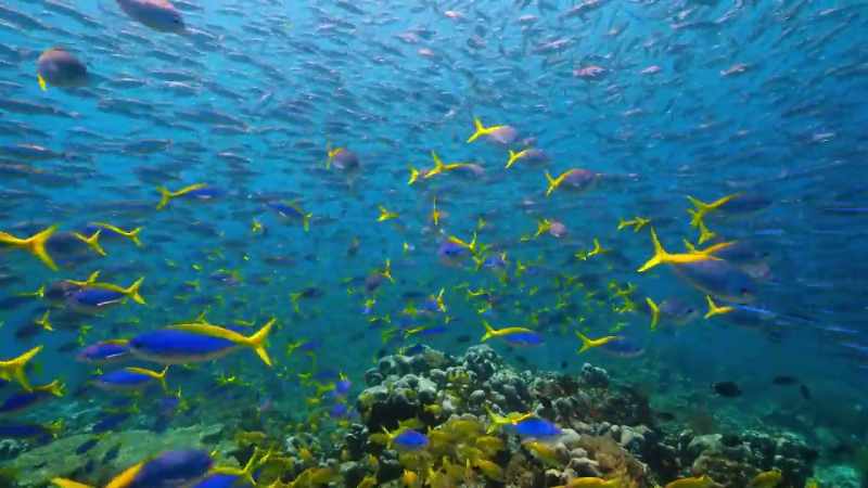 Since protection, there are three times more fish