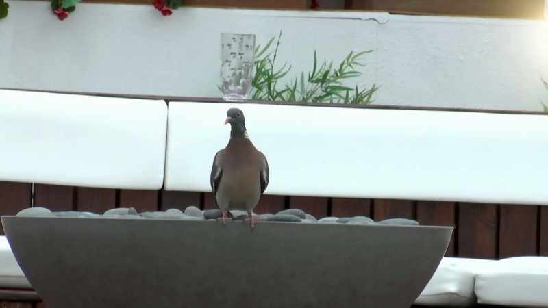 SINGER: # I'm like a bird